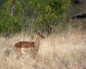 Impala portrait, Kruger