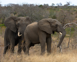 Elephant Couple, Kruger