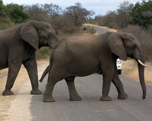 Fototapeta na wymiar Elephants crossing road