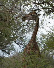 Giraffe, Kruger