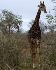 Giraffe, Kruger