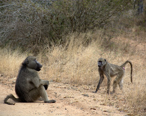 Baboon pair in Kruger