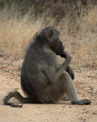 Baboon Thinker