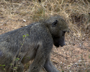 Baboon male in Kruger