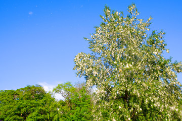 Fototapeta na wymiar Poplar tree covered by white fluff