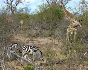 Zebra and Giraffe in Kruger