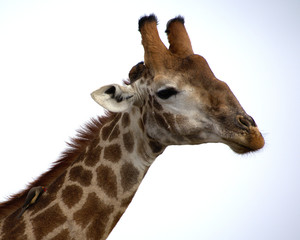 Giraffe with bird on neck