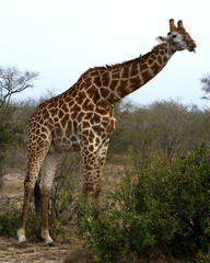 Giraffe sticking out tongue