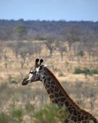 Giraffe in Kruger