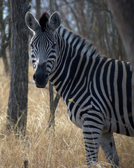 Zebra in Kruger South Africa
