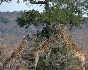Giraffes feeding from a tree