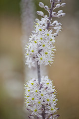 urginea maritima flover