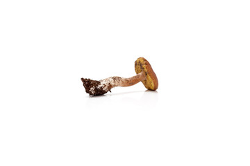 Mushroom boletus on white background