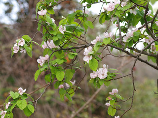 Cydonia oblonga. Cognassier en fleurs