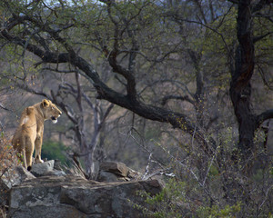 Lionness in Kruger South Africa