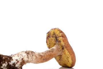 Mushroom boletus on white background