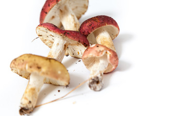 Group of mushrooms russula on white background