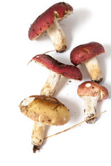 Group of mushrooms russula on white background