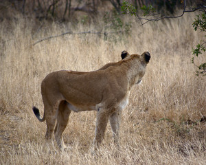 Lionness in Kruger South Africa