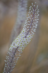 urginea maritima flover