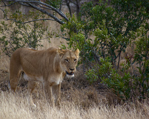 Fototapeta na wymiar Lionness in Kruger South Africa