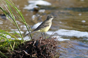 Motacilla flava. The yellow Wagtail is a summer day on the Yamal Peninsula