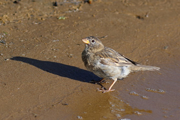Female house Sparrow on the lake shore