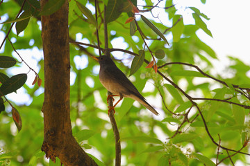 Tickell's thrush, Turdus unicolor, Sattal, Uttarakhand, India