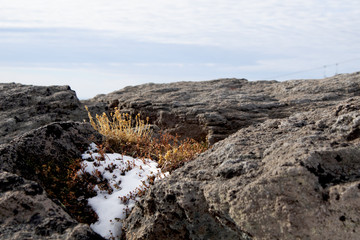 Alpine plants nestled in rocks and snow