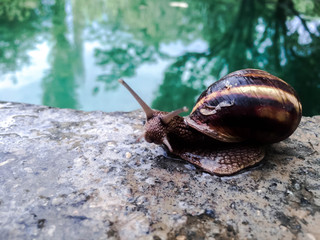 snail large shellfish for dizayna background wallpaper