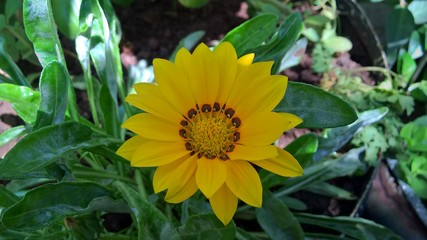Yellow Flower