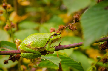 Frog on dog-rose