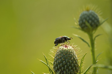 Japanese Beetle (Popillia japonica) living amongst the wildflowers of Guthrie Center, Iowa
