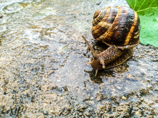 snail large shellfish for dizayna background wallpaper