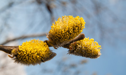 willow tree © Mykhailo