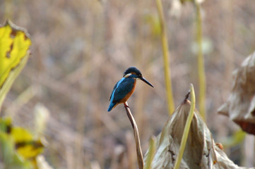 枯れたハスの茎にとまるカワセミ