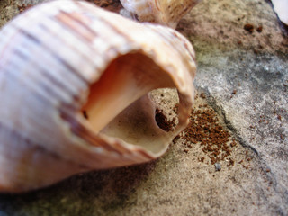 Shellfishes