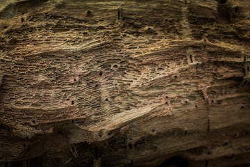 Wood textured background bark from phuket Thailand
