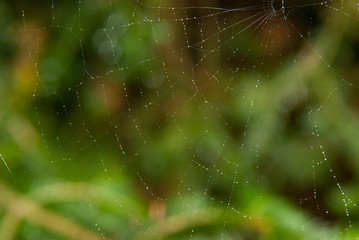 web in morning
