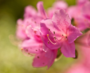 Rododendron red