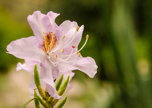 Rododendron