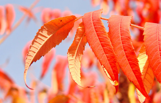 red leafs