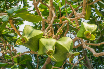 Barringtonia asiatica By the sea (L.) Kurz  fish poison tree phuket thailand