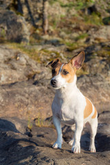portrait of Jack Russell terrier