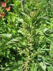 Blooming nettle, as a background. Beginning of the summer season. From nettles make therapeutic tea which is used to treat a variety of diseases.