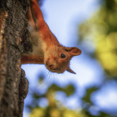 Red squirrel on a tree, with a beautiful bokeh in the background. Low depth of sharpness.