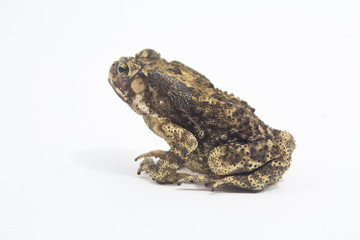 Toad Amphibian White Background form phuket Thailand