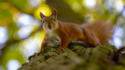 Red squirrel on a tree, with a beautiful bokeh in the background. Low depth of sharpness.