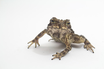 Toad Amphibian White Background form phuket Thailand