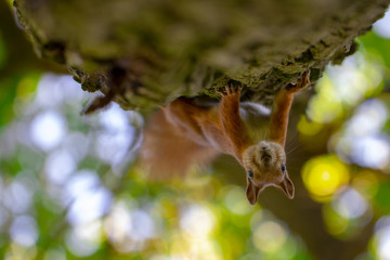 Red squirrel on a tree, with a beautiful bokeh in the background. Low depth of sharpness.